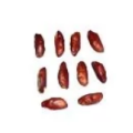 Rudraksha Plant
