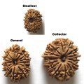 One Mukhi to 14 mukhi Loose Beads