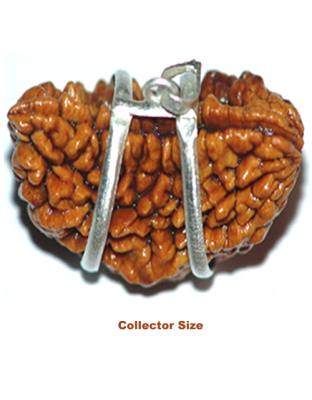 One Mukhi Rudraksha