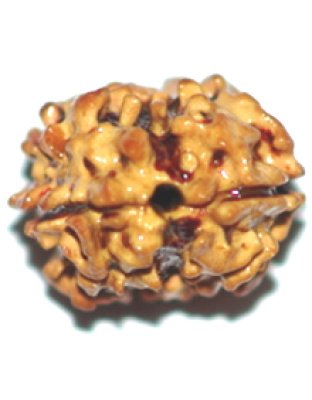 Two Mukhi Rudraksha
