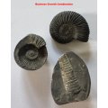 Shaligram Combination