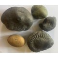 Varieties Of Shaligram