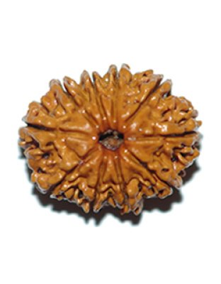 tenmukhirudraksha