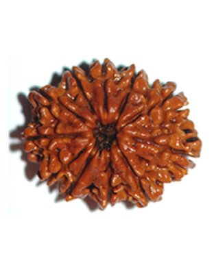 elevenmukhirudraksha