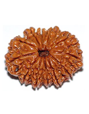 twelvemukhirudraksha