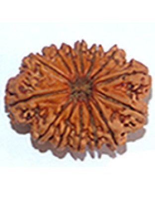 ourteenmukhirudraksha