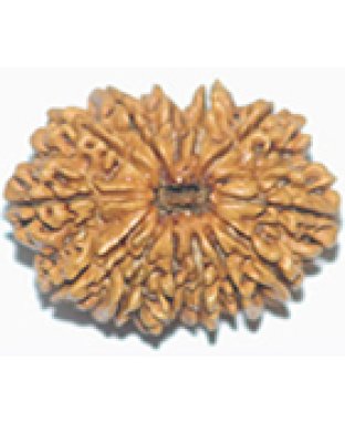 thirteenmukhirudraksha