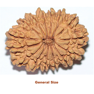 fifteenmukhirudraksha