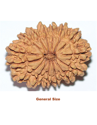 fifteenmukhirudraksha