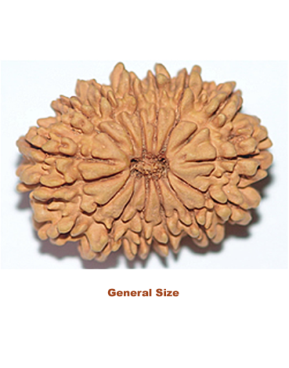 fifteenmukhirudraksha