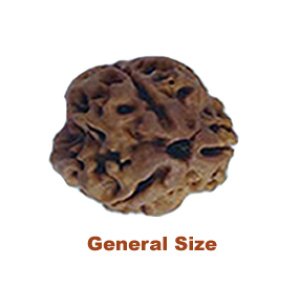 threemukhirudraksha
