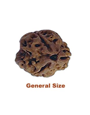 threemukhirudraksha