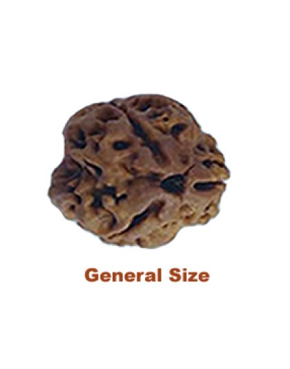 threemukhirudraksha