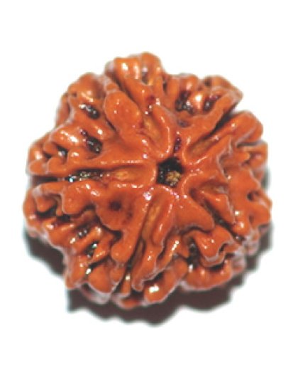 fivemukhirudraksha