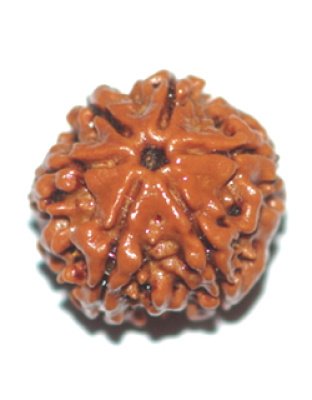 sixmukhirudraksha