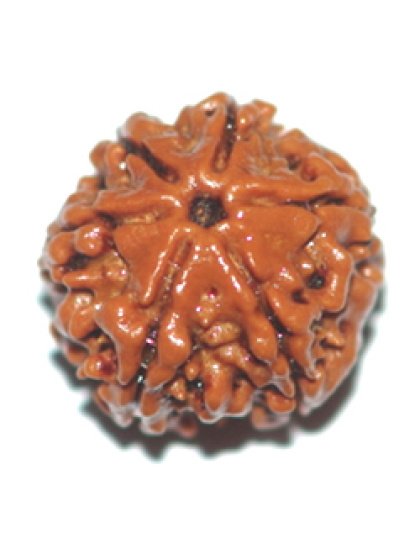 sixmukhirudraksha