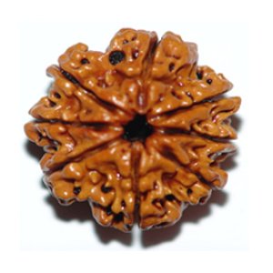 eightmukhirudraksha