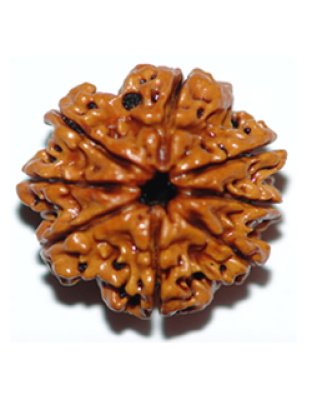 eightmukhirudraksha
