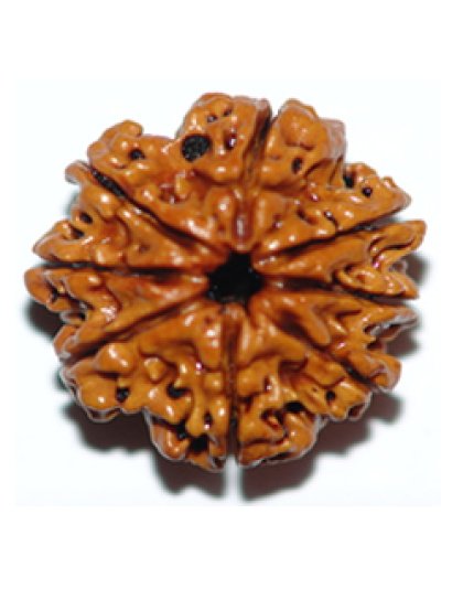 eightmukhirudraksha