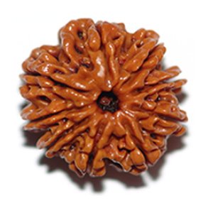 ninemukhirudraksha