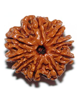 ninemukhirudraksha