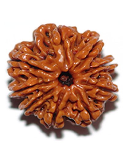 ninemukhirudraksha