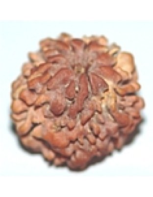nirakarrudraksha