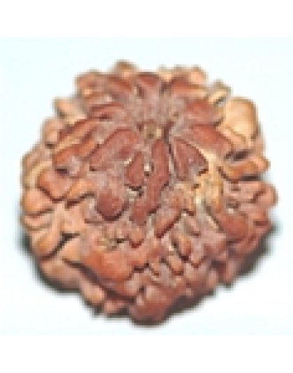 nirakarrudraksha