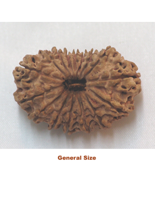 sixteenmukhirudraksha