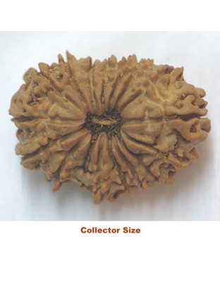 17mukhirudraksha
