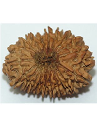 twentymukhirudraksha