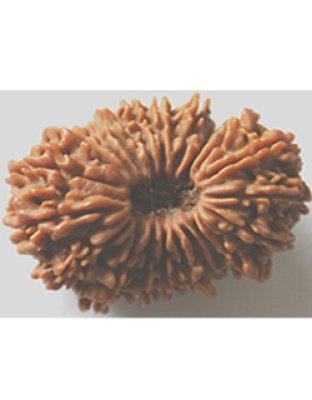 twetyonemukhirudraksha