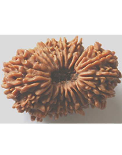 twetyonemukhirudraksha