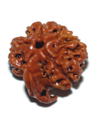 ganeshrudraksha