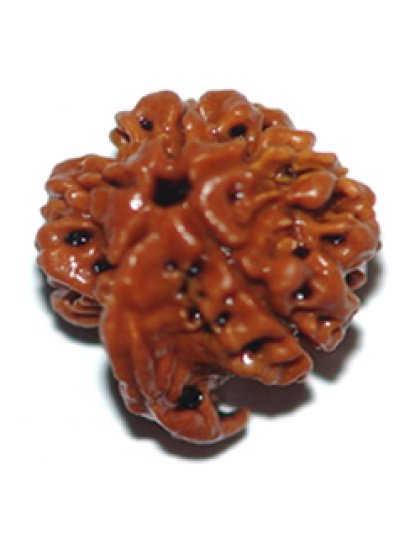 ganeshrudraksha
