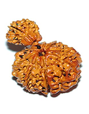 gauriganeshrudraksha
