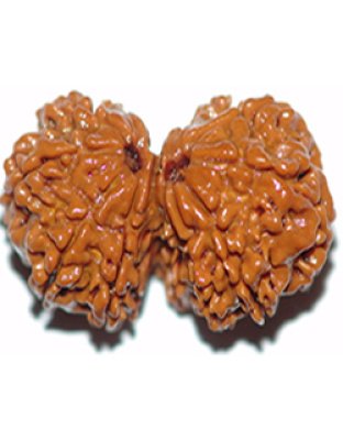 Gaurishankarrudraksha