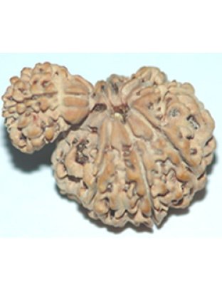 nagrudraksha