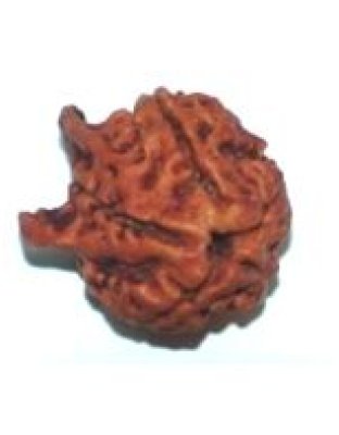 doubleganeshrudraksha