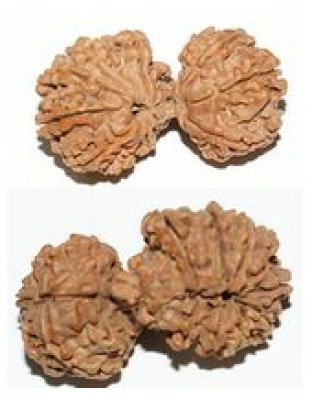 14mukhigaurishanakr