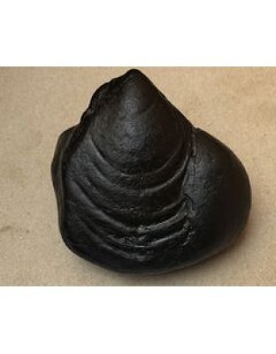 Shree_Shatimata_Sri_Maheshwori_Shaligram