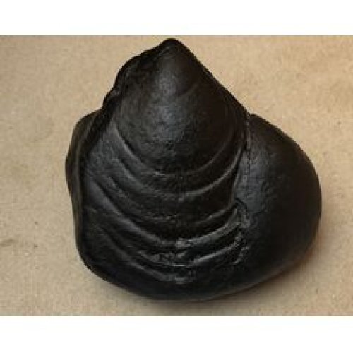 Shree_Shatimata_Sri_Maheshwori_Shaligram
