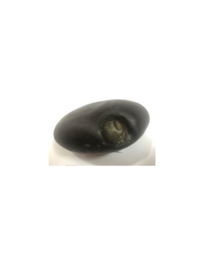 Shree_Golden_ShivadootiSundarimahalakshmi_Vishnu_Shaligram