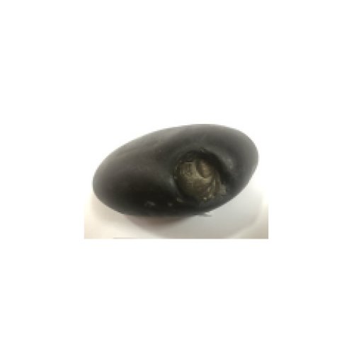 Shree_Golden_ShivadootiSundarimahalakshmi_Vishnu_Shaligram