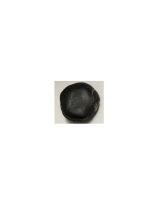 Shree_kailash_Sridhar_Samudra_lakshmi_shaligram