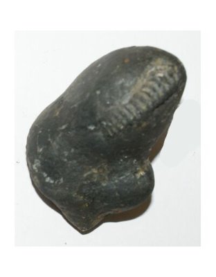 Shree_Sacred_Kalpavriksha_Sheshananta_Lakshmi_Shaligram