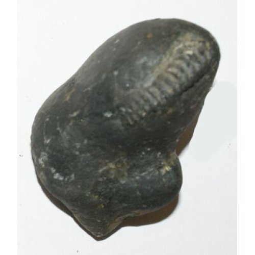Shree_Sacred_Kalpavriksha_Sheshananta_Lakshmi_Shaligram