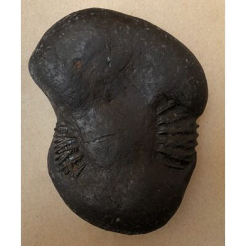 Shree_Kedarnath_Lakshmideva_Shaligram