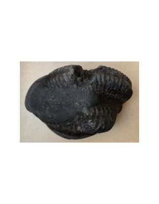 Shree_Kurma_Suryanarayan_Shaligram