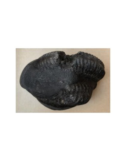 Shree_Kurma_Suryanarayan_Shaligram
